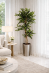S-Ficus 180cm S.S Conica Plus silver (1)