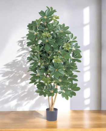 Scheffera Varigated