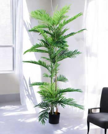Areca Palm
