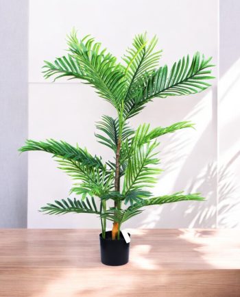 Areca Palm