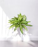 Aglaoema Bush