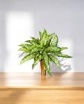 Aglaonema Bush 48cm 8FW1118N