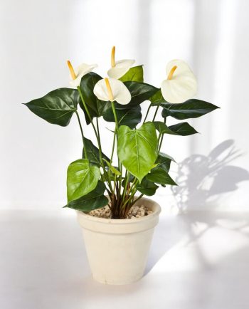 Anthurium Deluxe Cream
