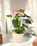 Anthurium Deluxe Pink – Artificial Indoor Plant