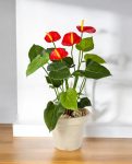 Anthurium Deluxe Bush Red 56cm 8FW1108R (3)