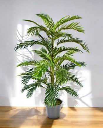 Areca Palm