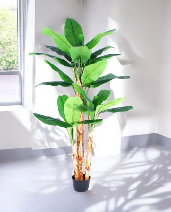 Banana Tree, In Pot