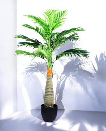 Areca Palm X15Lvs In White Cylinder