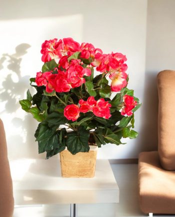 Begonia Bush Beauty
