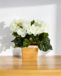 Begonia Bush Cream – Artificial Indoor Plant
