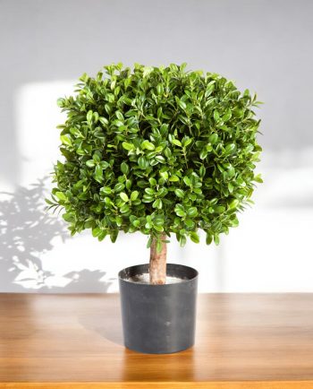 Buxus Square