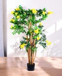 Caragana Arborescens 180cm S.S Conica Plus (1)