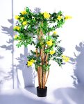 Caragana Arborescens 180cm S.S Conica Plus (1)