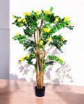 Caragana Arborescens 180cm S.S Conica Plus (1)