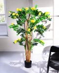 Caragana Arborescens 180cm S.S Conica Plus (1)