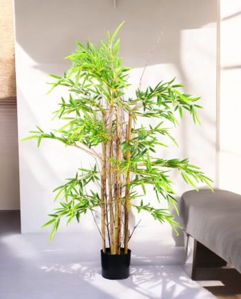 Chinese Bamboo