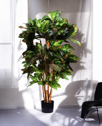 Croton Petra