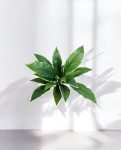 Cordyline Variegated