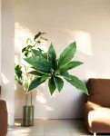 Cordyline Bush 30cm 8FW01080V