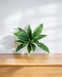 Cordyline Bush 30cm 8FW01080V