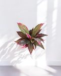 Cordyline Reddish Green
