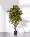 Croton Excellent Branched