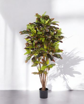Croton Excellent Branched