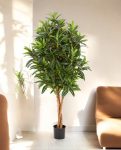 Croton Goldfinger
