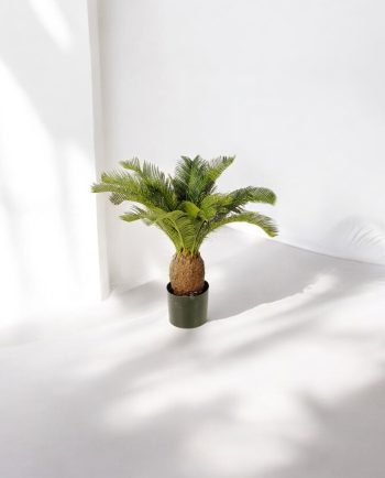 Cycas