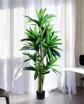 Dracena Sandariana