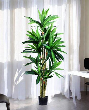 Dracena Sandariana