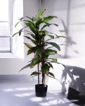 Dracena Tree