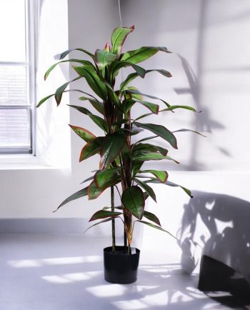 Dracena Tree