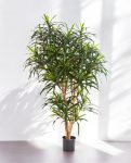 Dracena Reflexa Anita Tree