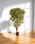 Dracena Reflexa India