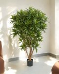 Dracaena Reflexa Jamaica Branched
