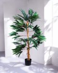 FICUS LONGIFOLIA 150cm 18456(b) (3)