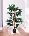 FICUS LONGIFOLIA 150cm 18456(b) (3)