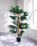 FICUS LONGIFOLIA 150cm 18456(b) (3)