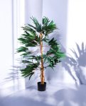 FICUS LONGIFOLIA 150cm 18456(b) (3)