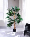 FICUS LONGIFOLIA 150cm 18456(b) (3)