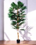 FICUS LONGIFOLIA 150cm 18456(b) (3)