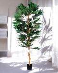 FICUS LONGIFOLIA 150cm 18456(b) (3)