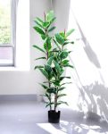 Elastic Rubber Tree 69 Lvs