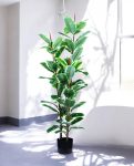 FICUS RUBBER VARIEGATA TREE 130cm 19344(a) (3)