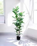 Elastic Rubber Tree 68Lvs