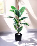 FICUS RUBBER VARIEGATA TREE 65cm 19339(b) (3)