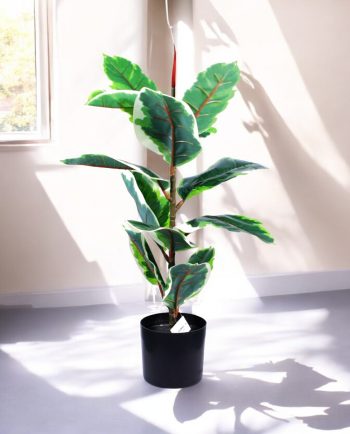 Elastic Rubber Tree