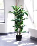 FICUS RUBBER VARIEGATA TREE 90cm 19342(b) (3)