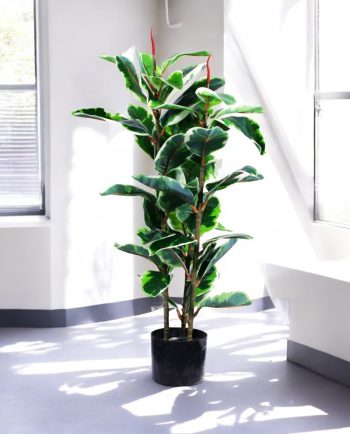 Elastic Rubber Tree Triple Stem – Lush Artificial Indoor Plant